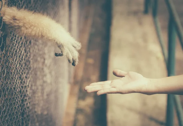 Dieren Beperkt Vrijheid Concept Monkey Hand Vasthouden Uit Kooi Hulp — Stockfoto