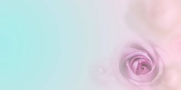 Розовый Цветок Мягком Размытом Стиле Романтического Фона Шаблоны Поздравительных Открыток — стоковое фото