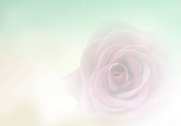 Rose flower in soft and blur style for romantic background. Greeting Card Templates