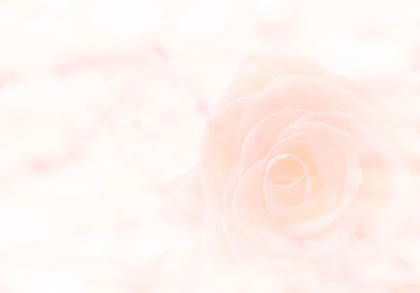 ソフトで花をローズし ぼかしのロマンチックな背景のスタイル グリーティング カード テンプレート — ストック写真