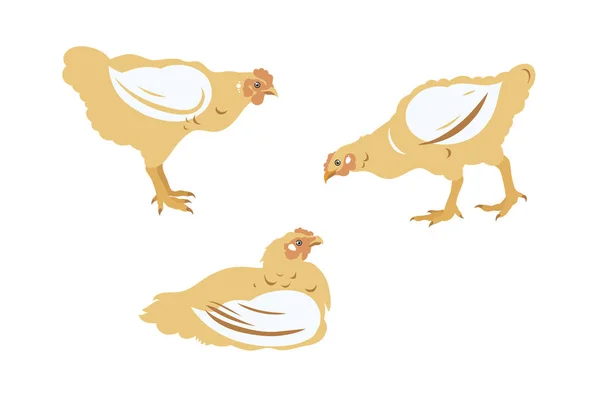Куриный Набор Бройлеров Птица Сельское Хозяйство Животноводство Векторная Иллюстрация — стоковый вектор
