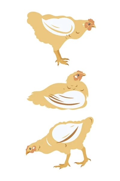Kyckling Broiler Set Fjäderfä Jordbruk Boskap Att Höja Vektorillustration — Stock vektor