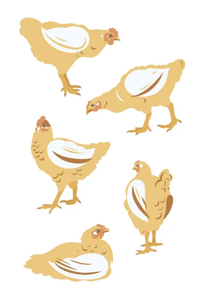 Ensemble Poulet Griller Volaille Agriculture Élevage Illustration Vectorielle — Image vectorielle