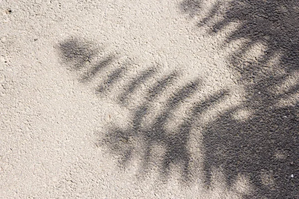 Sombra Das Folhas Refletido Uma Calçada — Fotografia de Stock