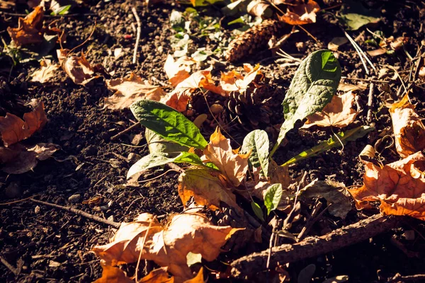Πηλός Brushwood Και Ξηρά Φύλλα Στο Δάσος Φθινόπωρο — Φωτογραφία Αρχείου