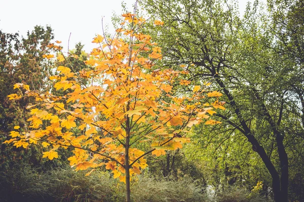 Kleurrijk Gebladerte Het Herfstpark Herfstbladeren Herfstbomen Esdoorn Vintage Kleur — Stockfoto