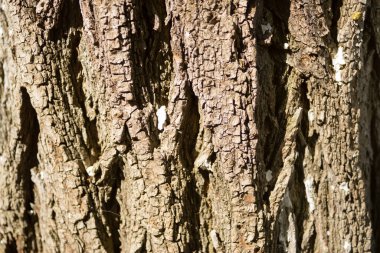 Ağaç gövdesi dokusuna yakın çekim