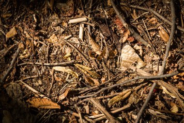 Sonbaharda ormanda odun yığını.