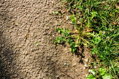Sonbaharda yeşil çimlerle ve yapraklarla parkta yürüyüş yolu.