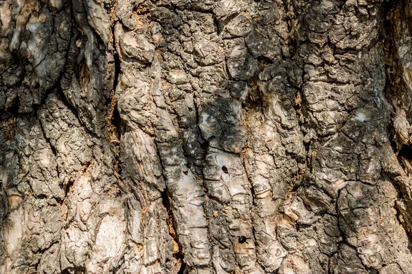 Primer Plano Textura Tronco Árbol — Foto de Stock