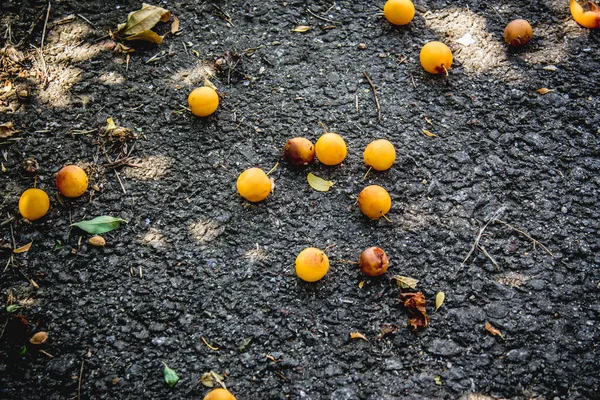 地面の木から落ちた黄色の梅 — ストック写真