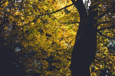 Sonbahar parkında renkli yapraklar Sonbahar ağaçlarını klasik renkte bırakır