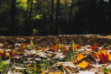 Sonbahar parkında renkli yapraklar Sonbahar ağaçlarını klasik renkte bırakır