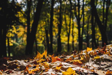 Sonbahar parkında renkli yapraklar Sonbahar ağaçlarını klasik renkte bırakır