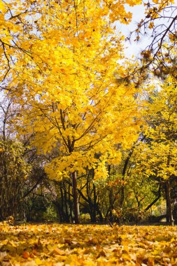 Akça ağaç sonbaharın sarı yaprakları ile
