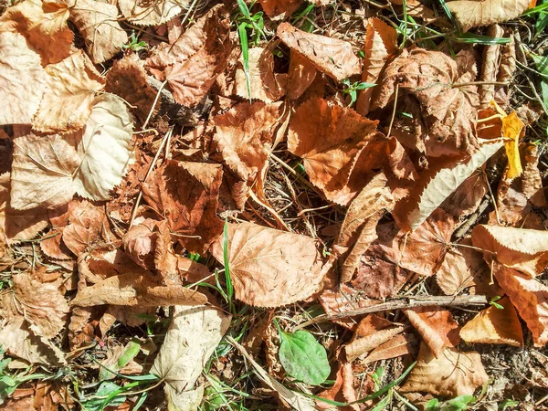 Texture Fond Des Feuilles Jaunes Vertes Feuille Automne — Photo