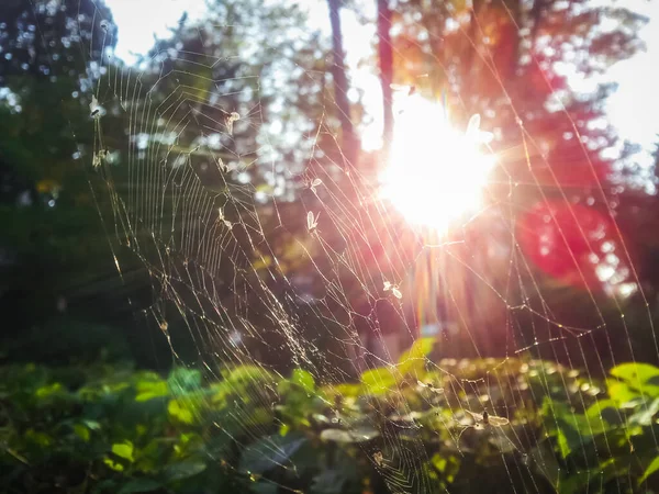 蜘蛛网秋天在外面拍摄 — 图库照片