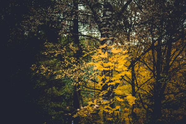 공원에 잎들은 색깔을 단풍을 만든다 — 스톡 사진