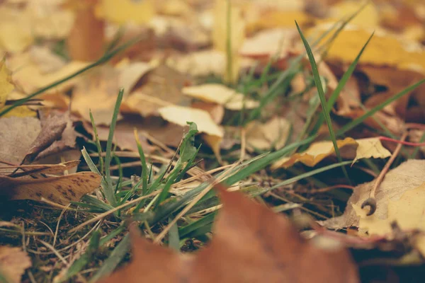 Kleurrijk Gebladerte Het Herfstpark Herfstbladeren Herfstbomen Esdoorn Vintage Kleur — Stockfoto