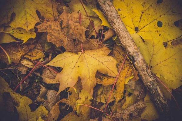 Kleurrijk Gebladerte Het Herfstpark Herfstbladeren Herfstbomen Esdoorn Vintage Kleur — Stockfoto