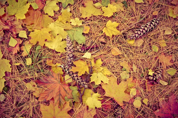 Kleurrijk Gebladerte Het Herfstpark Herfstbladeren Herfstbomen Esdoorn Vintage Kleur — Stockfoto