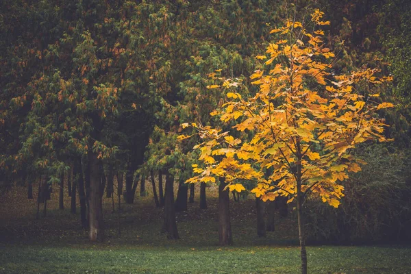 Kleurrijk Gebladerte Het Herfstpark Herfstbladeren Herfstbomen Esdoorn Vintage Kleur — Stockfoto