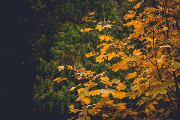 Kleurrijk Gebladerte Het Herfstpark Herfstbladeren Herfstbomen Esdoorn Vintage Kleur — Stockfoto