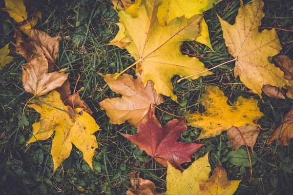 Kleurrijk Gebladerte Het Herfstpark Herfstbladeren Herfstbomen Esdoorn Vintage Kleur — Stockfoto