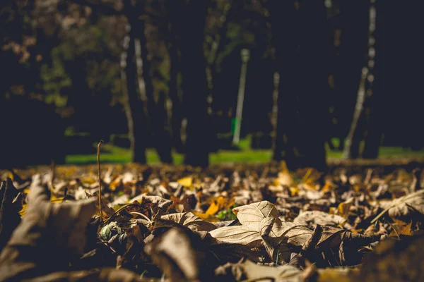 Kleurrijk Gebladerte Het Herfstpark Herfstbladeren Herfstbomen Esdoorn Vintage Kleur — Stockfoto