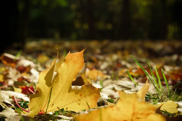 Follaje Colorido Parque Otoño Hojas Otoño Árboles Otoñales Arce Color —  Fotos de Stock