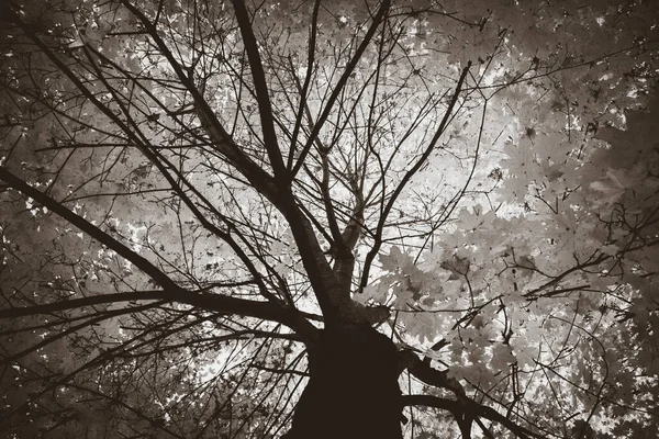 Черно Белая Листва Осеннем Парке Осень Листья Осенние Деревья Клен — стоковое фото