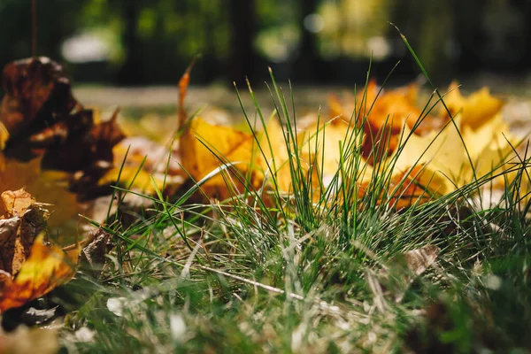 Kleurrijk Gebladerte Het Herfstpark Herfstbladeren Herfstbomen Esdoorn Vintage Kleur — Stockfoto