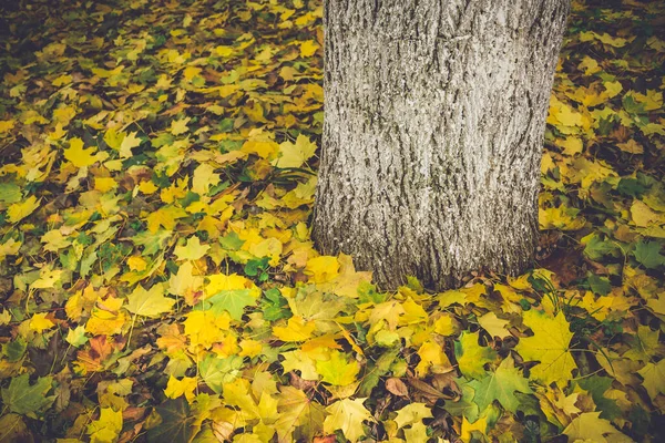 Folhagem Colorida Parque Outono Folhas Outono Árvores Outonais Bordo Cor — Fotografia de Stock