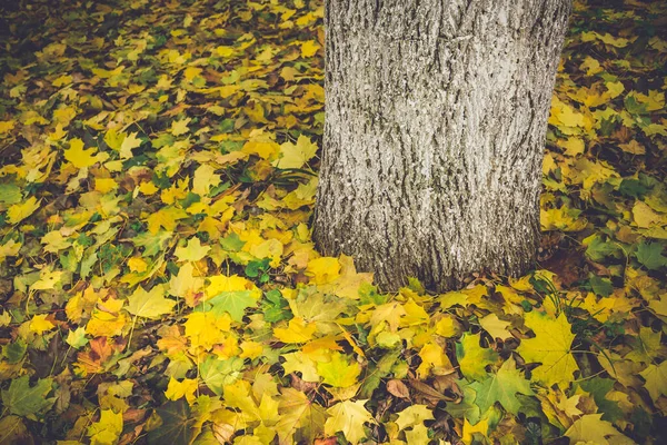 Follaje Colorido Parque Otoño Hojas Otoño Árboles Otoñales Arce Color —  Fotos de Stock