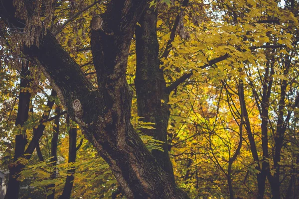 Kleurrijk Gebladerte Het Herfstpark Herfstbladeren Herfstbomen Esdoorn Vintage Kleur — Stockfoto