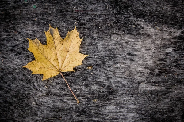 Kleurrijk Gebladerte Het Herfstpark Herfstbladeren Herfstbomen Esdoorn Vintage Kleur — Stockfoto