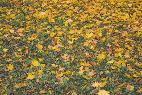 Kleurrijk Gebladerte Het Herfstpark Herfstbladeren Herfstbomen Esdoorn Vintage Kleur — Stockfoto