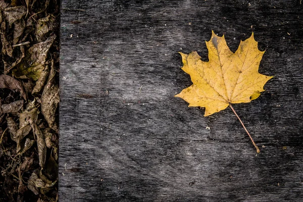 Красочная Листва Осеннем Парке Осень Листья Осенние Деревья Клен Винтажном — стоковое фото