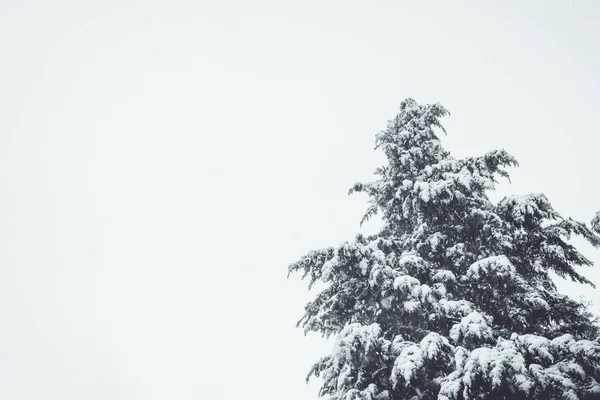 Fir Täckt Snö Vit Negativ Plats — Stockfoto