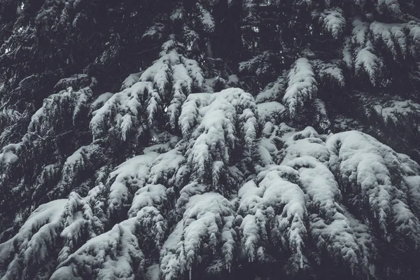 눈덮인 가지들 — 스톡 사진