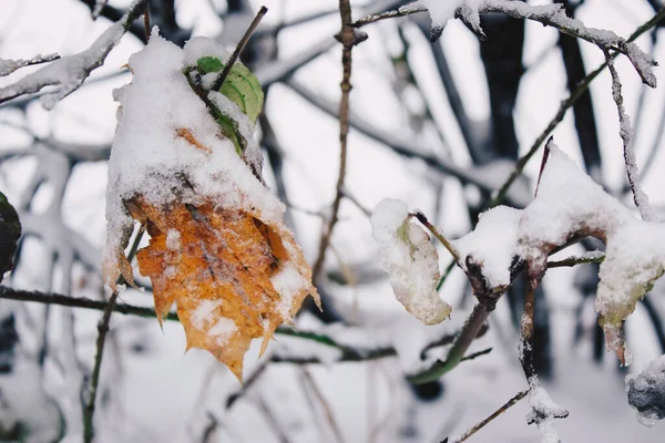 Närbild Ett Apelsinlönnlöv Vintern Första Snön Täcker Naturen — Stockfoto