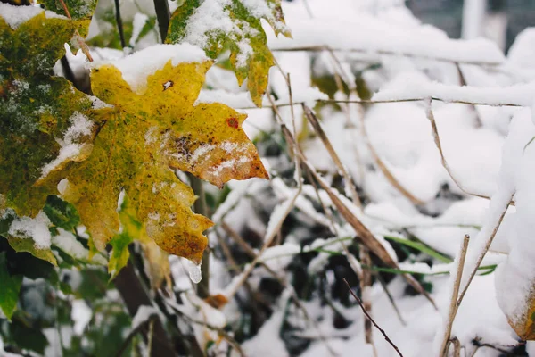 Närbild Ett Apelsinlönnlöv Vintern Första Snön Täcker Naturen — Stockfoto