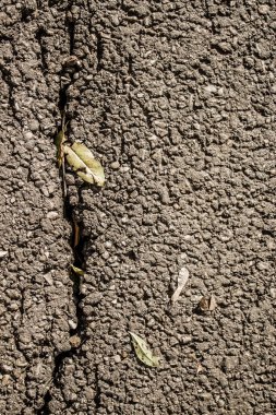 Sonbaharda yaprakları olan asfalt yoldaki bir çatlağın dikey görüntüsü