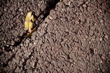 Sonbaharda yaprakları olan asfalt yoldaki bir çatlağın yatay yakın görüntüsü