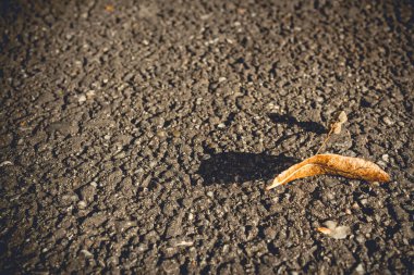 Sonbaharda yaprakları olan asfalt yoldaki bir çatlağın yatay yakın görüntüsü