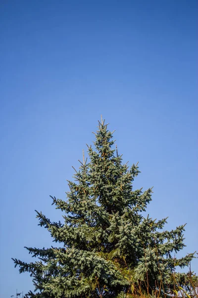 Tiro Cores Uma Árvore Natal Céu Selene — Fotografia de Stock