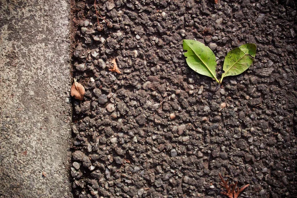 Close Horizontal View Crack Asphalt Road Leaves Autumn — Stock Photo, Image