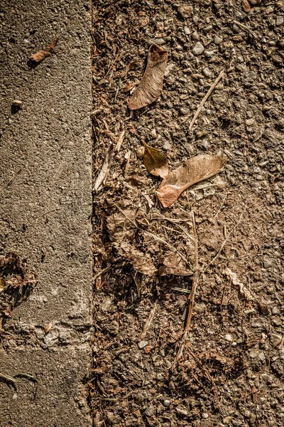 Detailní Svislý Pohled Bílý Okraj Asfaltové Silnice Poblíž Suchého Listí — Stock fotografie