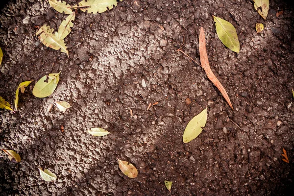 秋に葉を持つアスファルト道路上の亀裂のクローズアップ水平ビュー — ストック写真