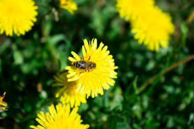 Arı sarı bir karahindiba çiçeğinin nektarını toplar, yeşil çimen poleni
